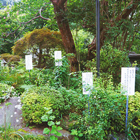 武蔵国分寺万葉植物園