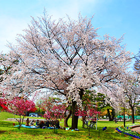 武蔵野中央公園