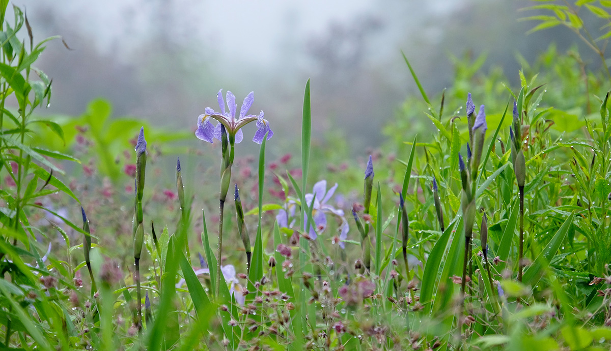 ヘーベルハウスLONGLIFE IS BEAUTIFUL 十勝千年の森で咲いたあやめ