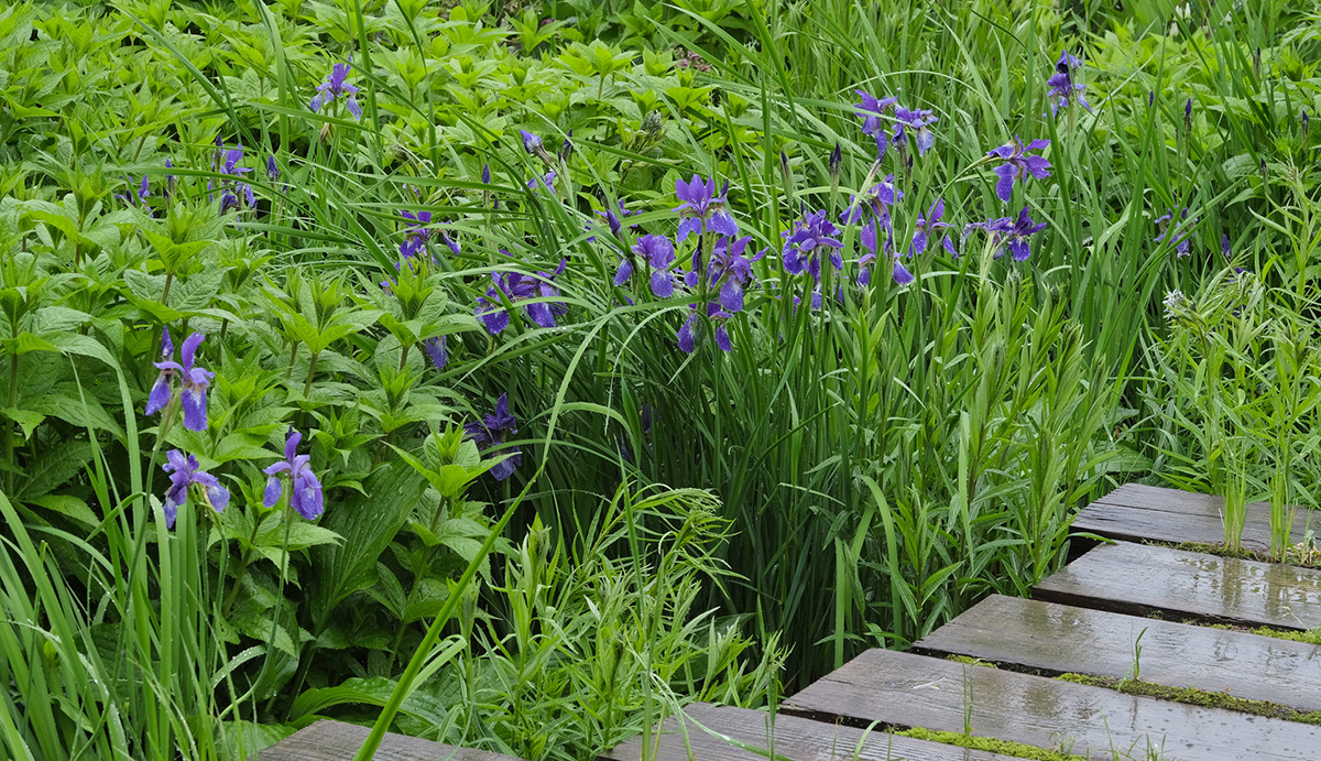 ヘーベルハウスLONGLIFE IS BEAUTIFUL 十勝千年の森で咲いたあやめ