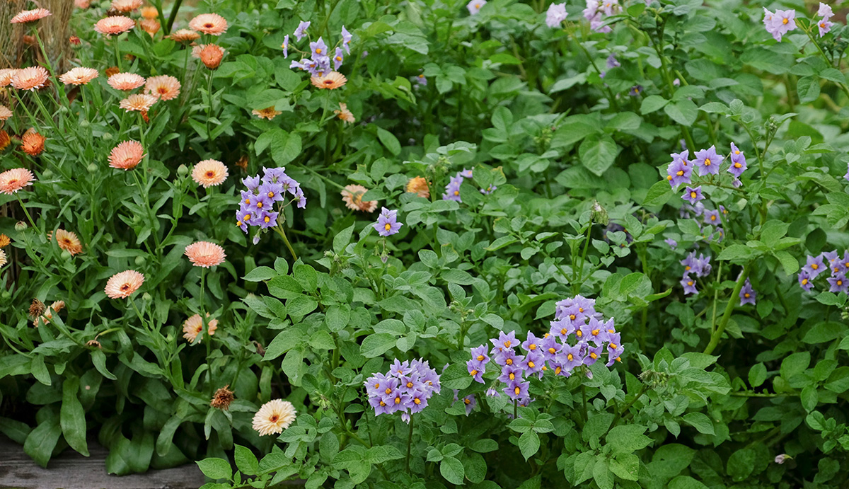 ヘーベルハウスLONGLIFE IS BEAUTIFUL 十勝千年の森に咲き誇るさまざまな花々