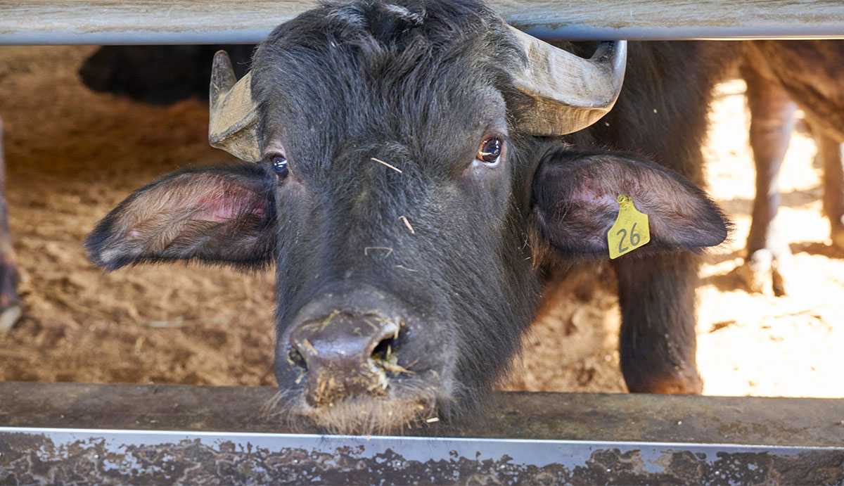 ヘーベルハウスLONGLIFE IS BEAUTIFUL kurkkufields(クルックフィールズ)牛舎で飼われている雄牛