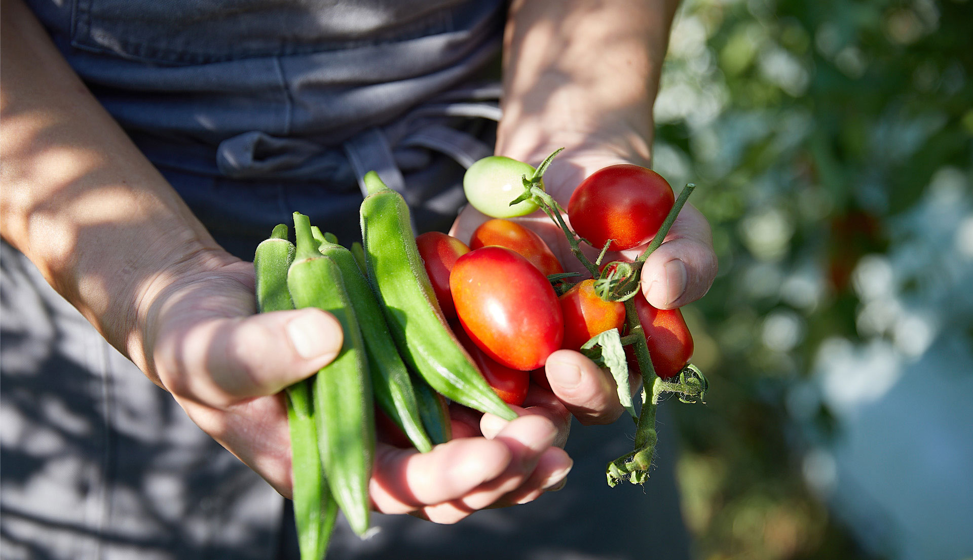 ヘーベルハウスLONGLIFE IS BEAUTIFUL kurkkufields(クルックフィールズ)で収穫されたトマトとオクラを持つ様子
